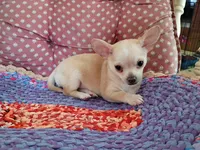 Copper, a male Chihuahua for sale in Grovespring, MO – 4 of 8