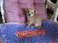 Casey, a male Chihuahua for sale in Grovespring, MO – 6 of 9