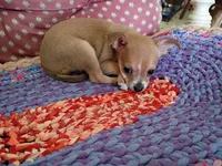 Rosie, a female Chihuahua for sale in Grovespring, MO – 3 of 5