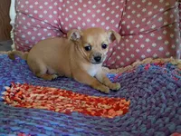 Casey, a male Chihuahua for sale in Grovespring, MO – 9 of 9