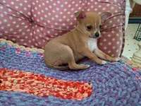 Rosie, a female Chihuahua for sale in Grovespring, MO – 4 of 5