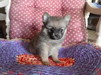 Katie , a female Chihuahua and Pomeranian for sale in Grovespring, MO – Photo 8 of 10
