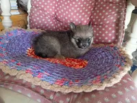 Katie , a female Chihuahua and Pomeranian for sale in Grovespring, MO – Photo 3 of 10