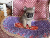 Katie , a female Chihuahua and Pomeranian for sale in Grovespring, MO – Photo 7 of 10