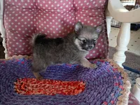 Katie , a female Chihuahua and Pomeranian for sale in Grovespring, MO – Photo 9 of 10