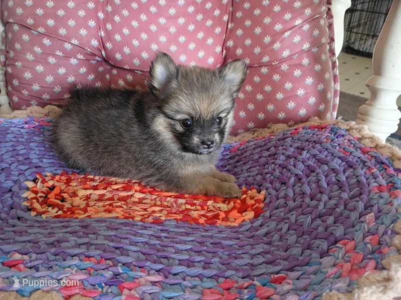 Katie  – Chihuahua, Pomeranian puppy for sale in Grovespring, MO