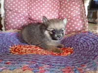 Katie , a female Chihuahua and Pomeranian for sale in Grovespring, MO – Photo 6 of 10
