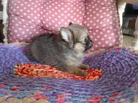 Katie , a female Chihuahua and Pomeranian for sale in Grovespring, MO – Photo 5 of 10