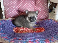 Katie , a female Chihuahua and Pomeranian for sale in Grovespring, MO – Photo 4 of 10