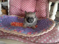 Katie , a female Chihuahua and Pomeranian for sale in Grovespring, MO – Photo 10 of 10