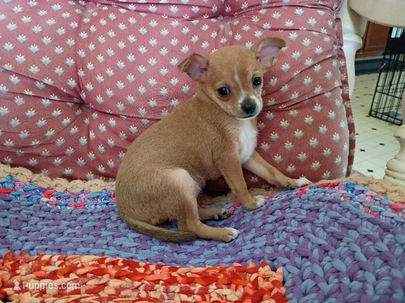 Rosie – Chihuahua puppy for sale in Grovespring, MO