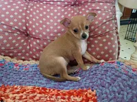 Rosie, a female Chihuahua for sale in Grovespring, MO – 1 of 5