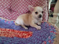 Copper, a male Chihuahua for sale in Grovespring, MO – 5 of 8