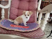 Tod, a male Chihuahua for sale in Grovespring, MO – 6 of 8