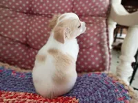 Tod, a male Chihuahua for sale in Grovespring, MO – 5 of 8