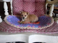 Casey, a male Chihuahua for sale in Grovespring, MO – 8 of 9