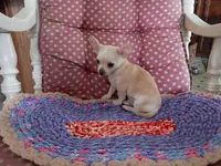 Copper, a male Chihuahua for sale in Grovespring, MO – 6 of 8