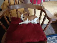 Scotty, a male Chihuahua for sale in Grovespring, MO – 5 of 8