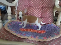 Koda, a male Chihuahua for sale in Grovespring, MO – 5 of 10
