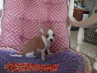 Koda, a male Chihuahua for sale in Grovespring, MO – 4 of 10