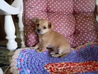 Casey, a male Chihuahua for sale in Grovespring, MO – 4 of 9
