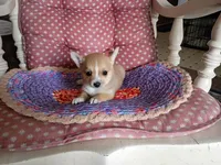 Goldie , a female Chihuahua and Pomeranian for sale in Grovespring, MO – Photo 8 of 10