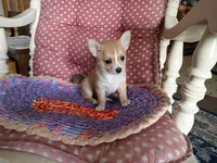 Goldie , a female Chihuahua and Pomeranian for sale in Grovespring, MO – Photo 2 of 10