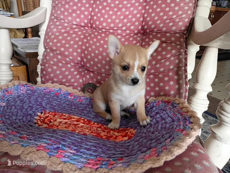 Goldie  – Chihuahua, Pomeranian puppy on hold in Grovespring, MO