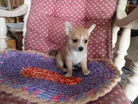 Goldie , a female Chihuahua and Pomeranian for sale in Grovespring, MO – Photo 1 of 10