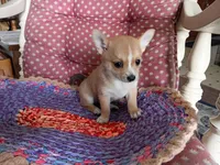 Goldie , a female Chihuahua and Pomeranian for sale in Grovespring, MO – Photo 4 of 10