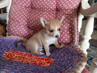 Goldie , a female Chihuahua and Pomeranian for sale in Grovespring, MO – Photo 7 of 10