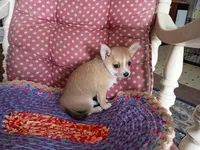 Goldie , a female Chihuahua and Pomeranian for sale in Grovespring, MO – Photo 3 of 10
