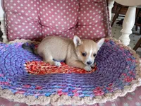 Goldie , a female Chihuahua and Pomeranian for sale in Grovespring, MO – Photo 10 of 10