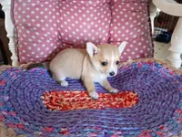 Goldie , a female Chihuahua and Pomeranian for sale in Grovespring, MO – Photo 9 of 10