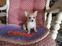 Goldie , a female Chihuahua and Pomeranian for sale in Grovespring, MO – Photo 5 of 10