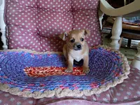 Casey, a male Chihuahua for sale in Grovespring, MO – 7 of 9