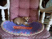 Casey, a male Chihuahua for sale in Grovespring, MO – 3 of 9