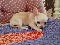 Copper, a male Chihuahua for sale in Grovespring, MO – 2 of 8