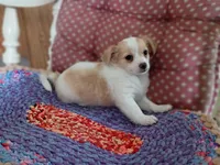 Tod, a male Chihuahua for sale in Grovespring, MO – 8 of 8
