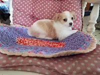 Tod, a male Chihuahua for sale in Grovespring, MO – 4 of 8