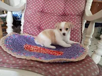Tod, a male Chihuahua for sale in Grovespring, MO – 3 of 8