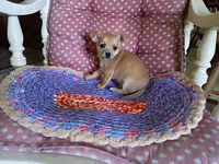 Casey, a male Chihuahua for sale in Grovespring, MO – 1 of 9
