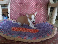 Koda, a male Chihuahua for sale in Grovespring, MO – 7 of 10