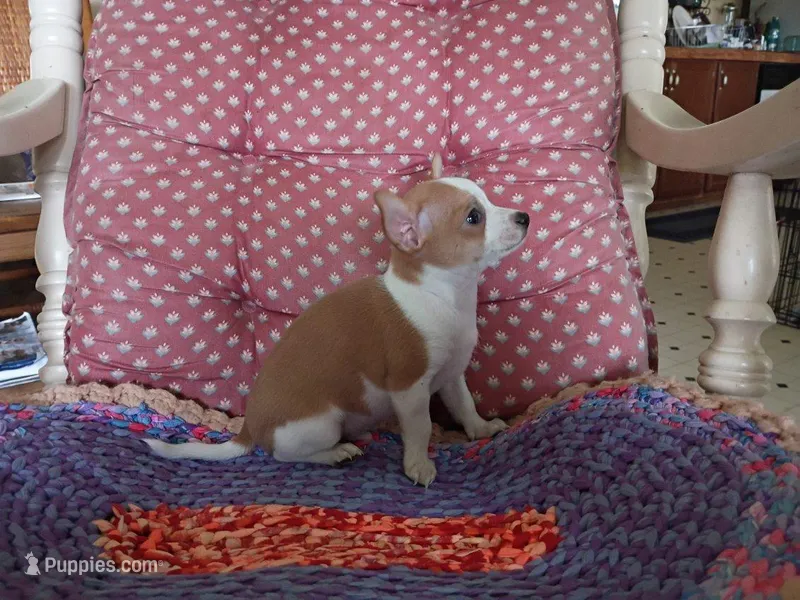 Koda – Chihuahua puppy for sale in Grovespring, MO