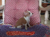Koda, a male Chihuahua for sale in Grovespring, MO – 1 of 10