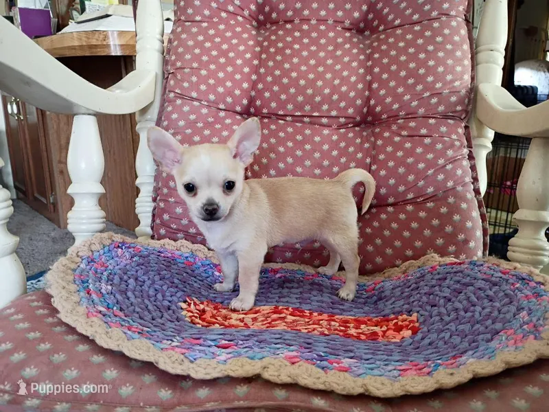 Copper – Chihuahua puppy for sale in Grovespring, MO