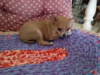 Rosie, a female Chihuahua for sale in Grovespring, MO – 5 of 5
