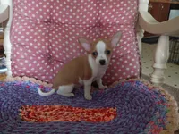 Koda, a male Chihuahua for sale in Grovespring, MO – 10 of 10