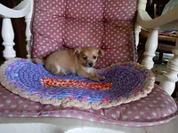 Casey, a male Chihuahua for sale in Grovespring, MO – 5 of 9
