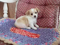Tod, a male Chihuahua for sale in Grovespring, MO – 7 of 8